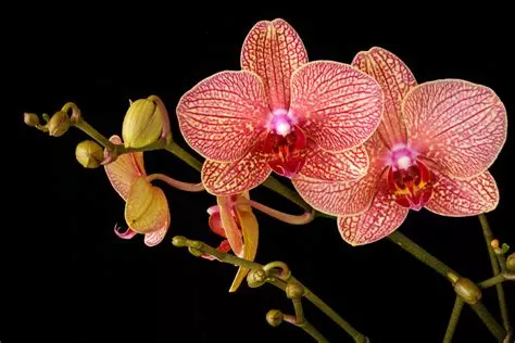 Comment entretenir vos Orchidées (Phalaenopsis)